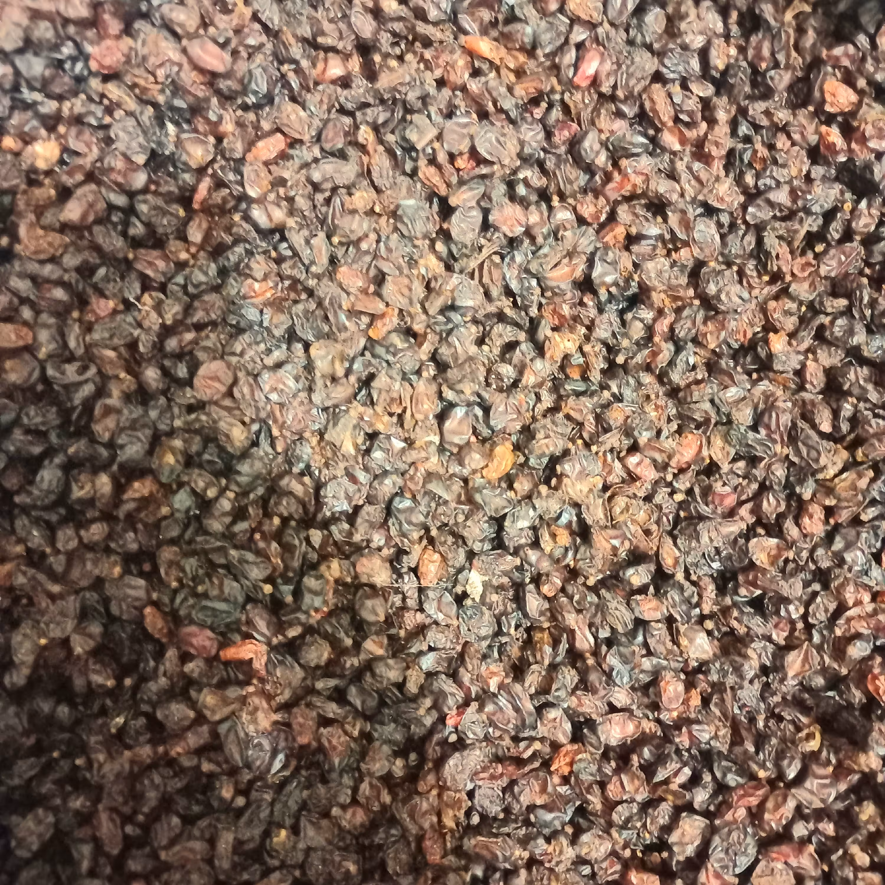 زرشک تمیز  پارساله با تخفیف عالی و قیمت عمده. یک کیلویی