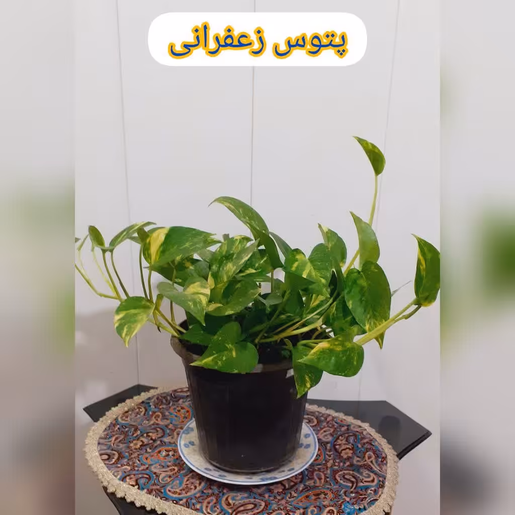 گل پتوس زعفرانی چند شاخه و یک متر (هزینه ارسال پس کرایه)