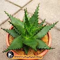 بذر کاکتوس Aloe Broomii
