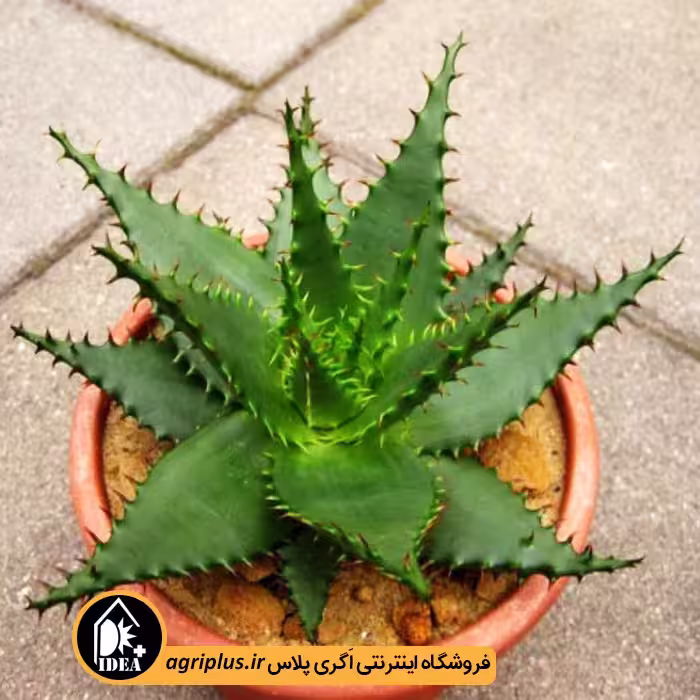بذر کاکتوس Aloe Broomii