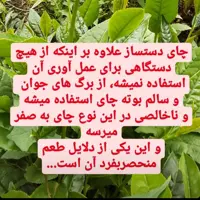 چای خشک معین با بهترین عطروطعم قابل عرضه بصورت جزئی کلی ارسال  به سراسر کشور