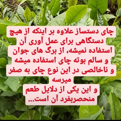 چای خشک معین با بهترین عطروطعم قابل عرضه بصورت جزئی کلی ارسال  به سراسر کشور