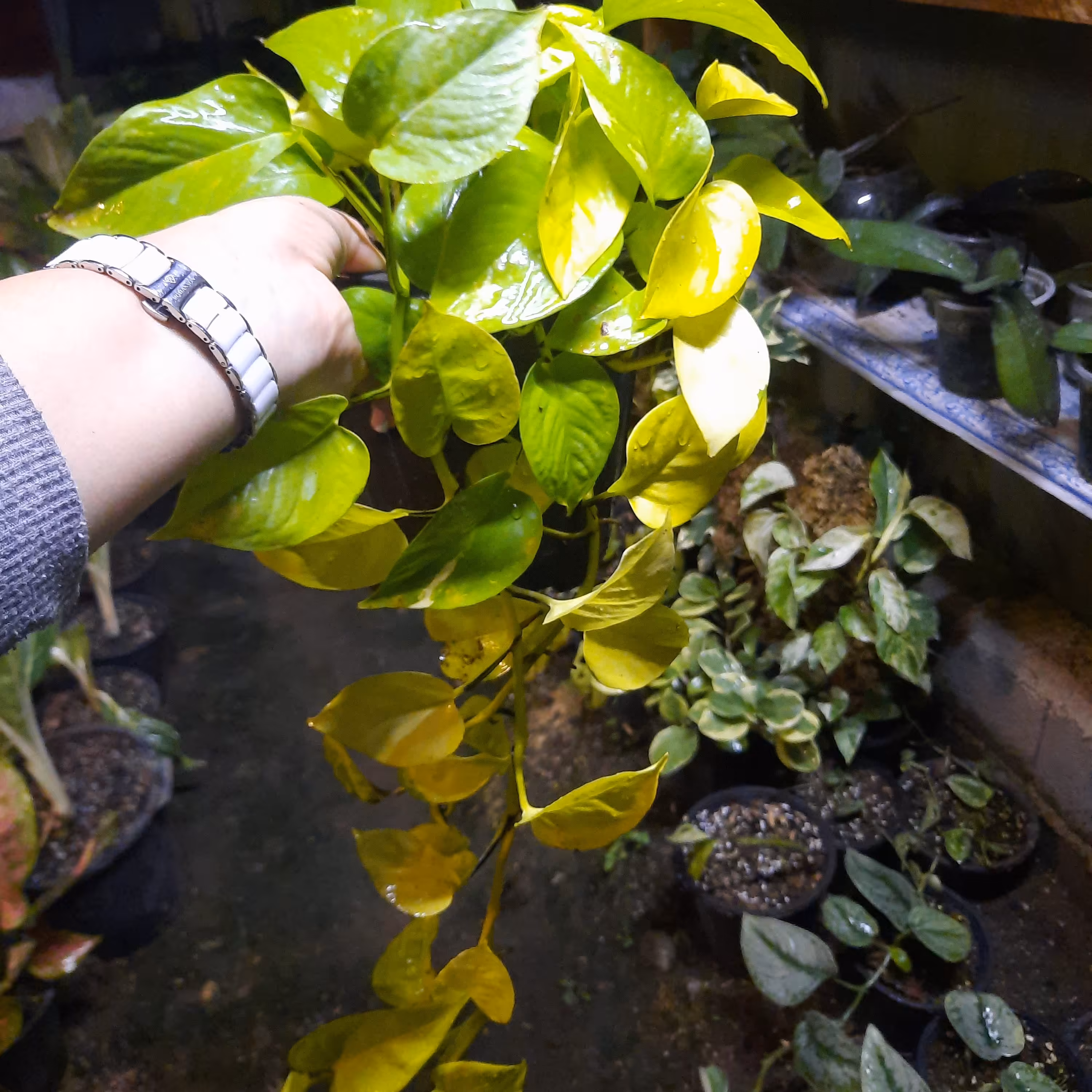 پتوس نئون آویزدار