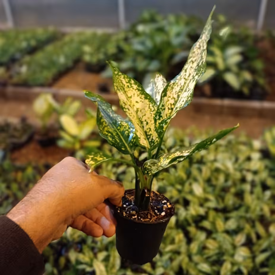 آگلونما برفی گل و گیاه آپارتمانی 3 عددی