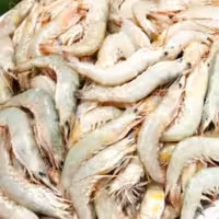 میگو  پولویی دریایی صید روز و تازه