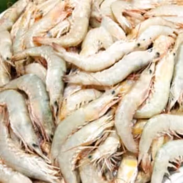 میگو  پولویی دریایی صید روز و تازه