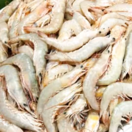 میگو  پولویی دریایی صید روز و تازه