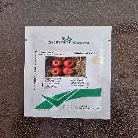 بذر گوجه فرنگی سزار