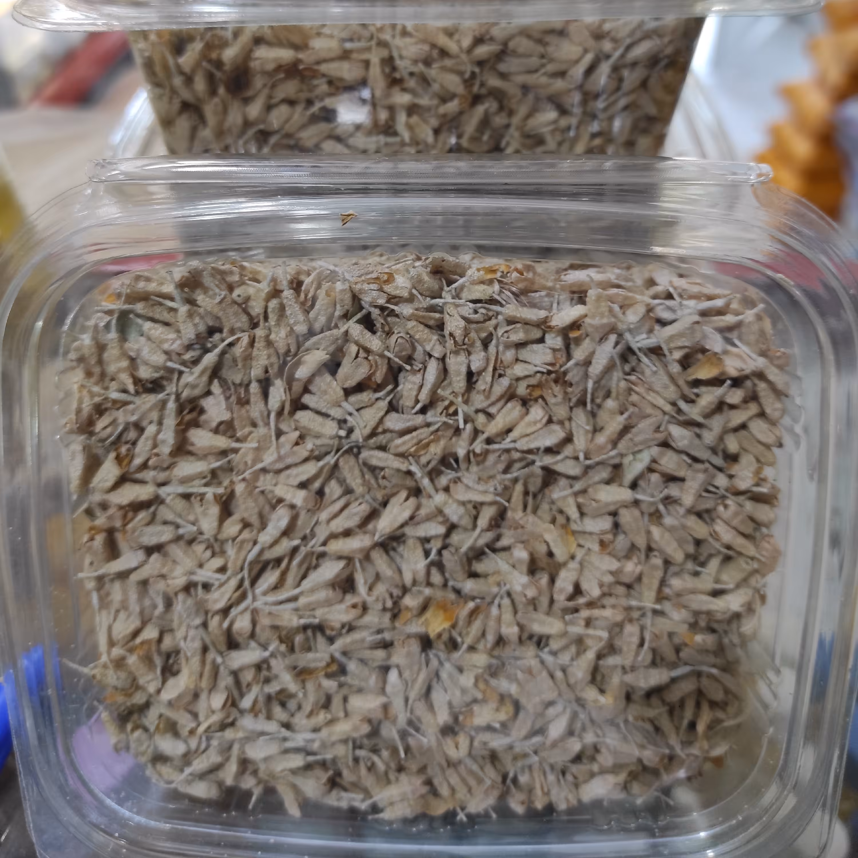 شکوفه سنجد