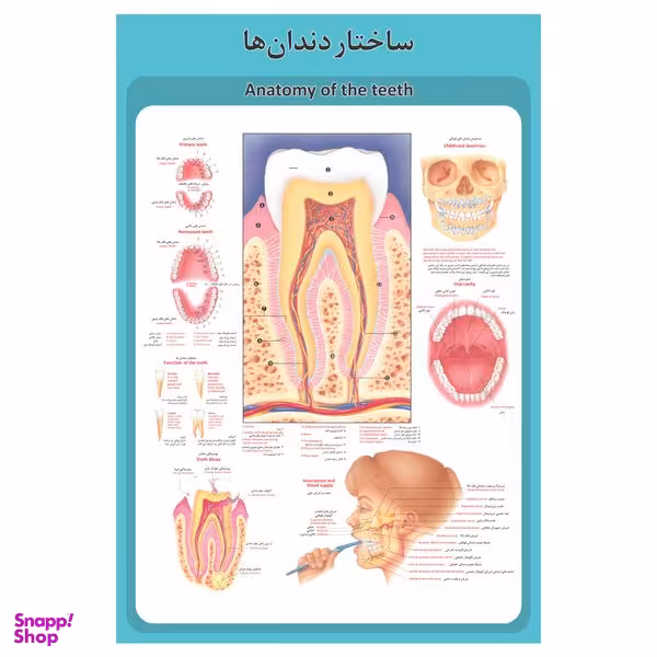 پوستر آموزشی طرح آناتومی ساختار دندان ها