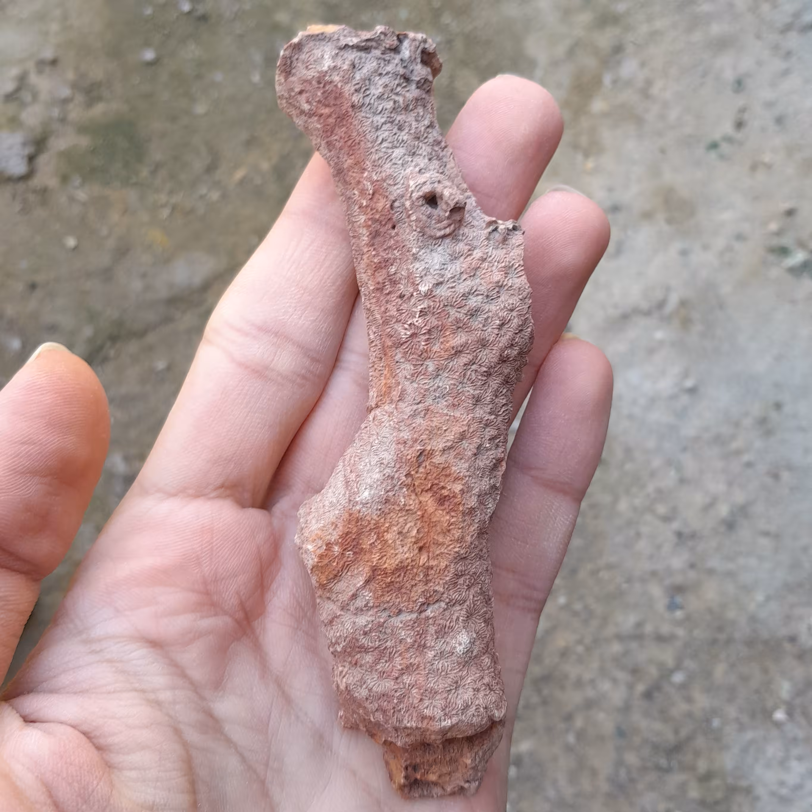 فسیل مرجان کد 15