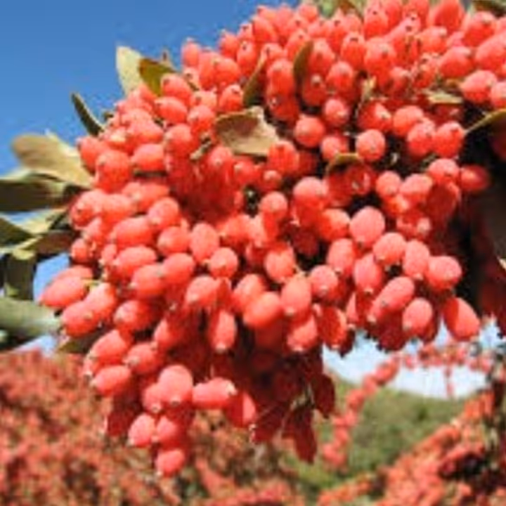 زرشک پفکی کد 124