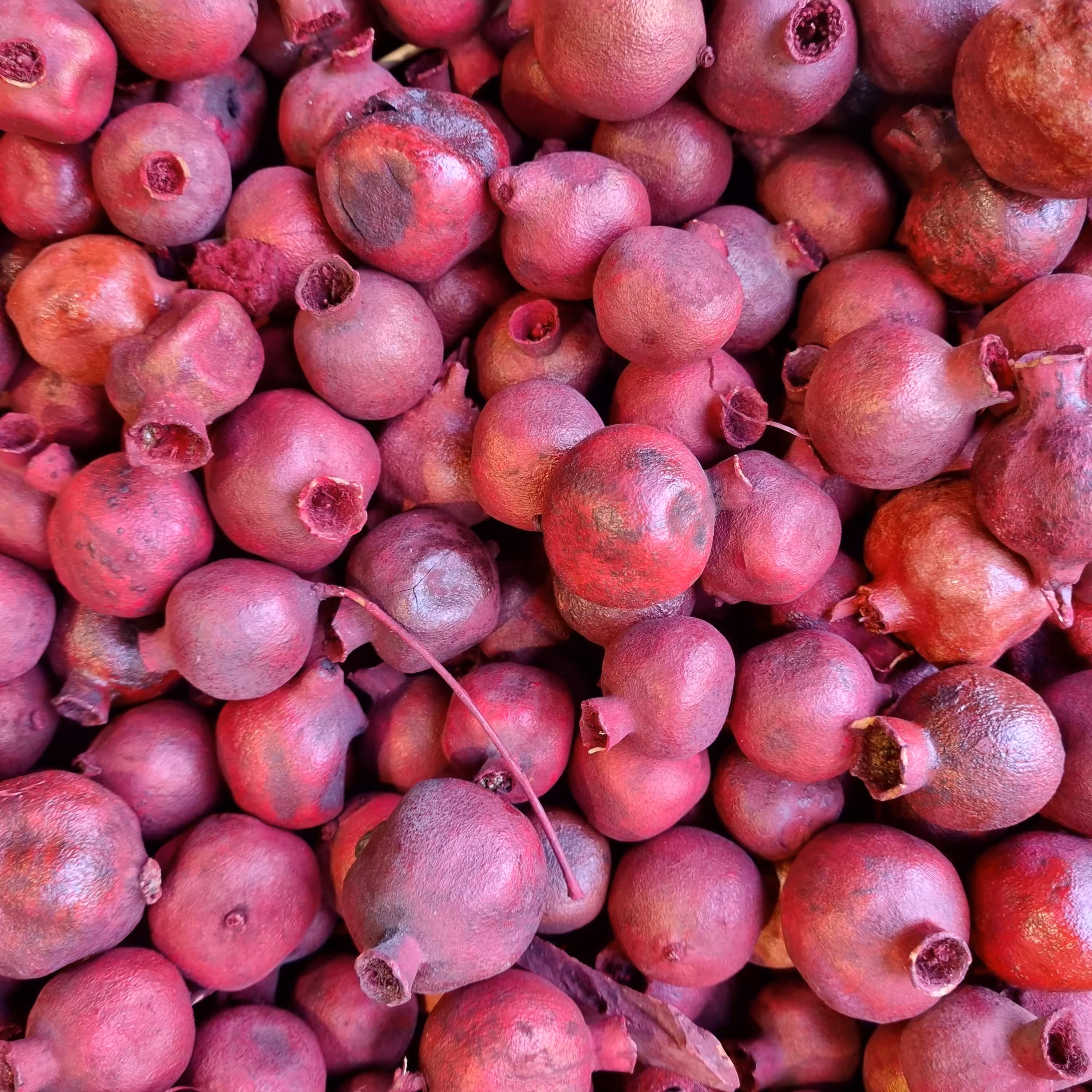 انار خشک طبیعی تزئینی 50 عددی مخصوص شب یلدا 