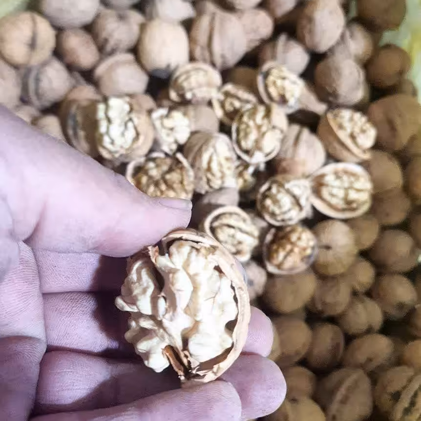 گردو ایرانی کلات