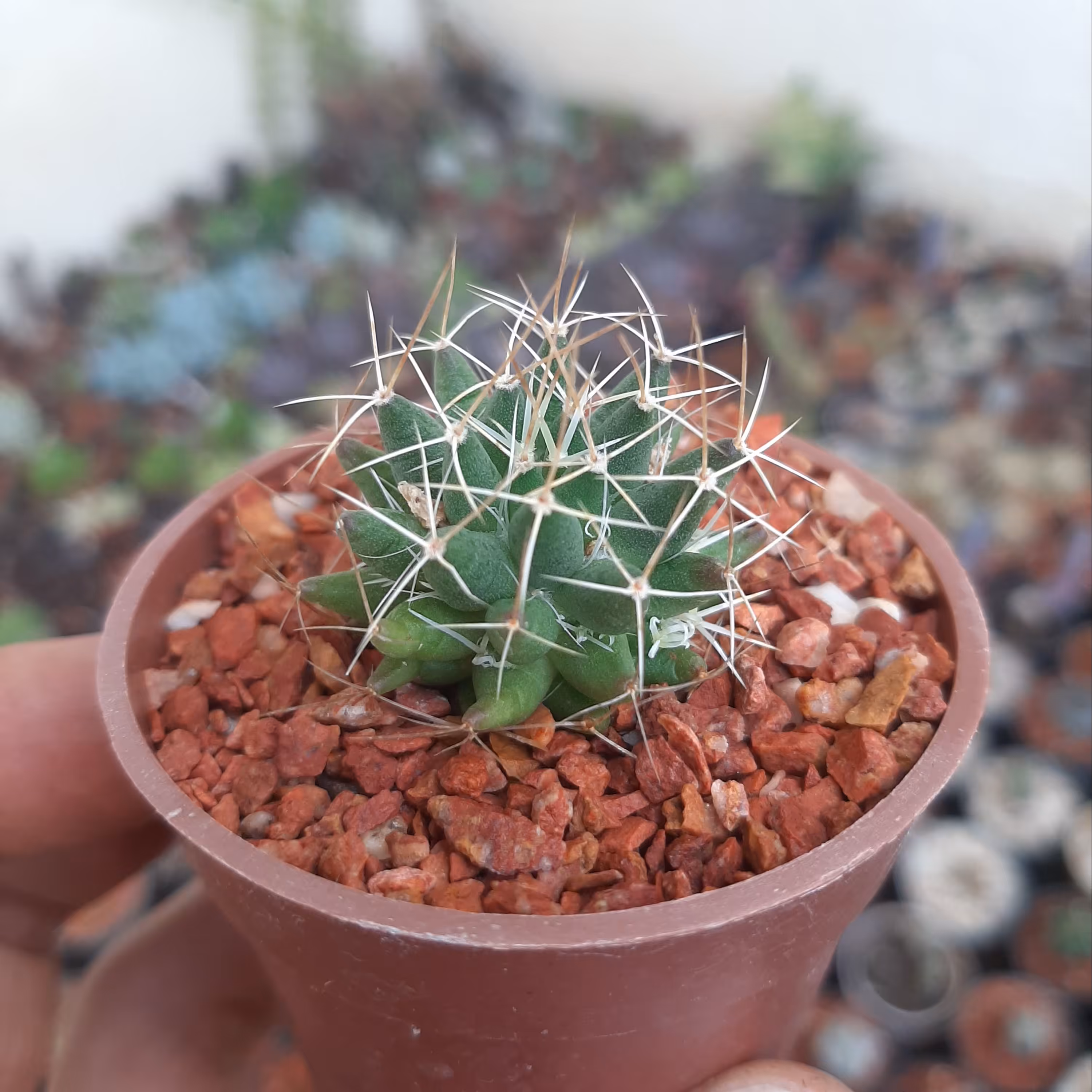 مامیلاریا لانگی ماما(آشیانه) مجموعه کاکتوسچی