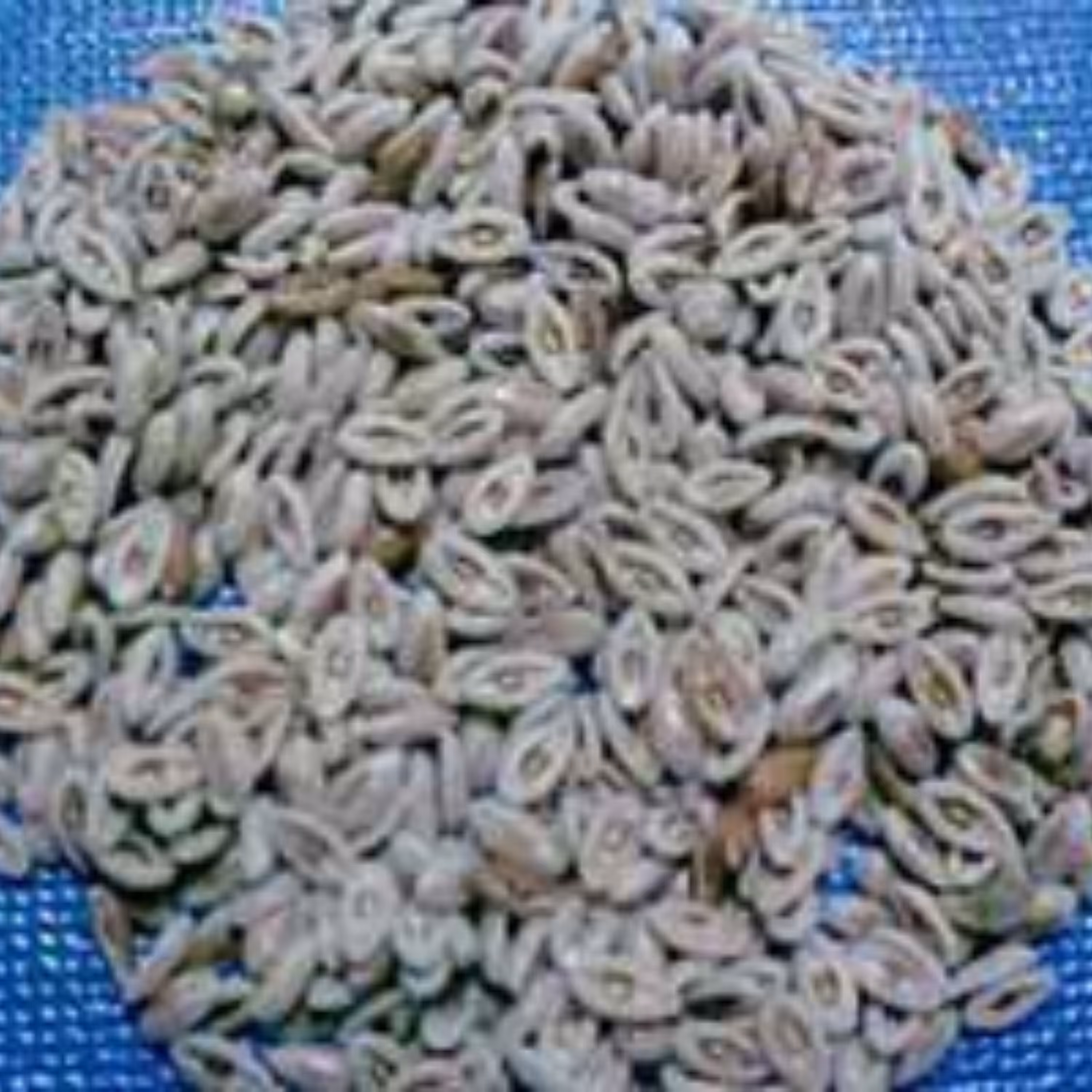 گیاه اسفرزه (100گرمی)