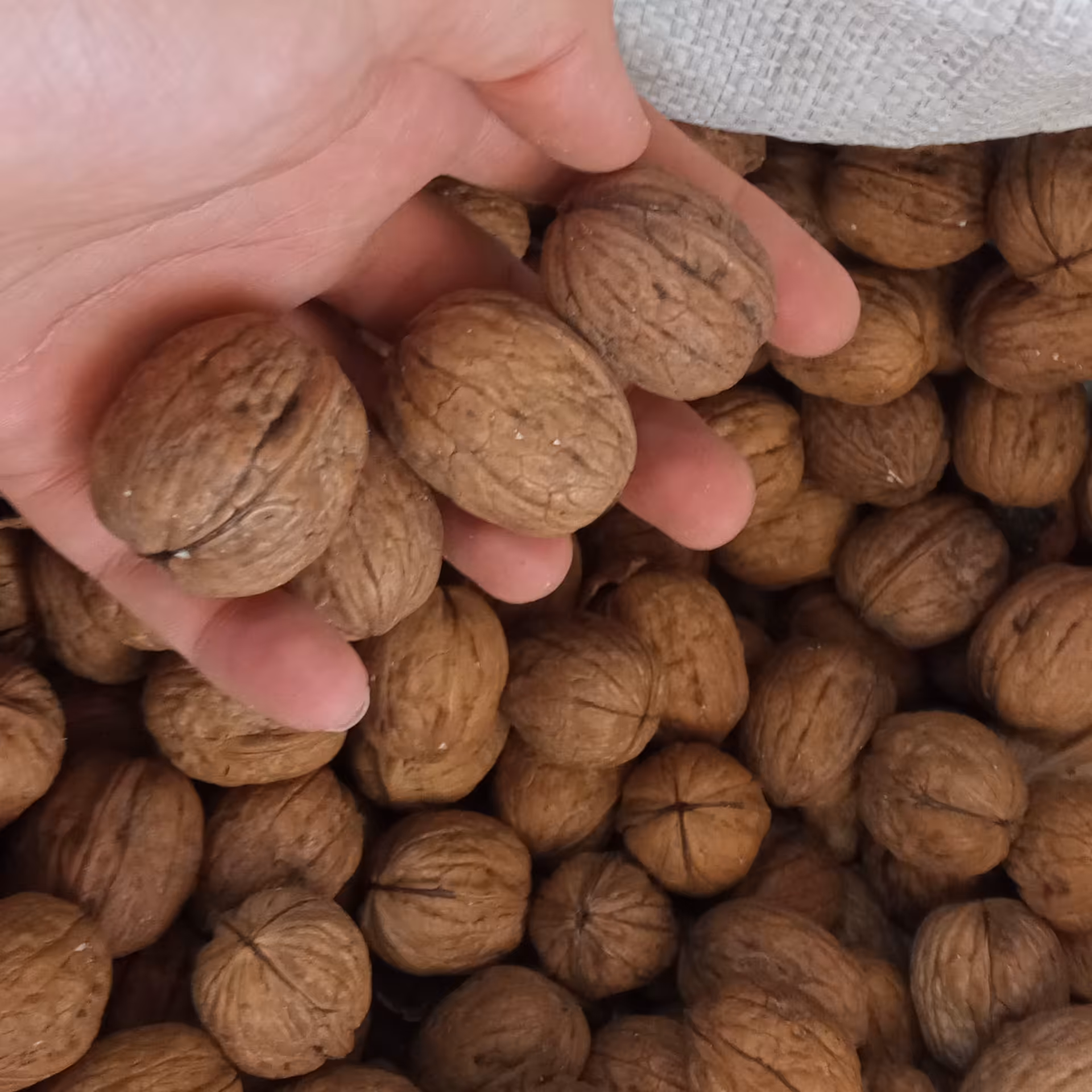 گردو خارجی باکیفیت بالا مارک دروسی(1 کیلو)