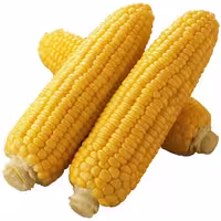بذر ذرت شیرین مریت سمینیس Seminis MERIT Sweet Corn Seeds

