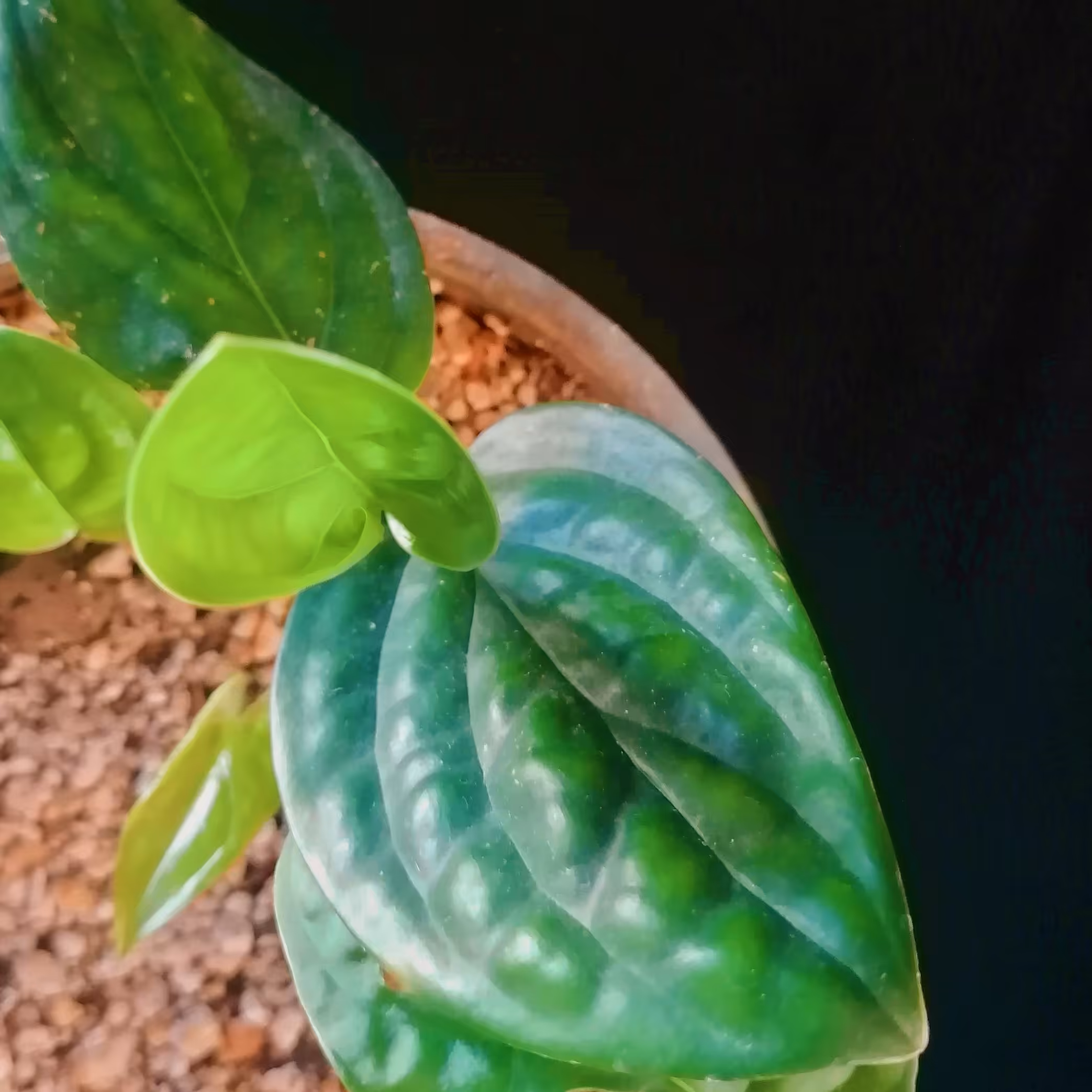 پتوس چرمی برگ پهن