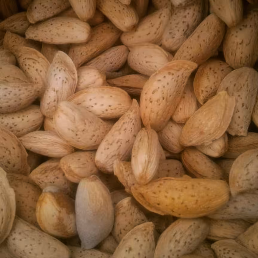 بادام سنگی