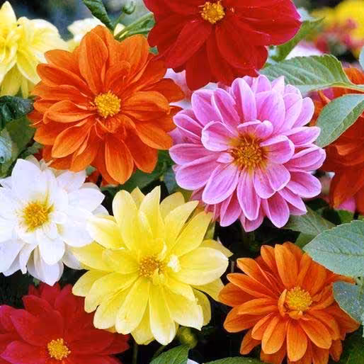 گل کوکب بذری (20 بذر)