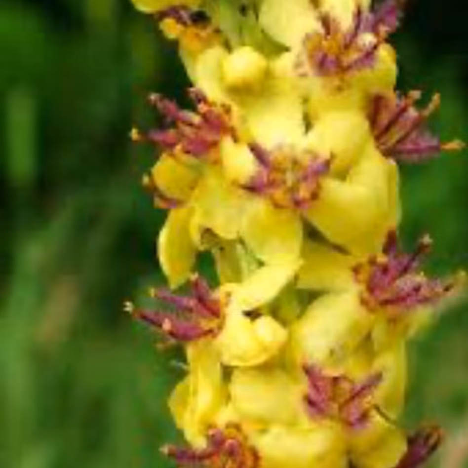 روغن خرگوشک خالص یک لیتری