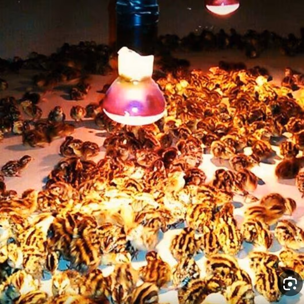 لامپ مادر مناسب جوجه کشی بسته 20 عددی