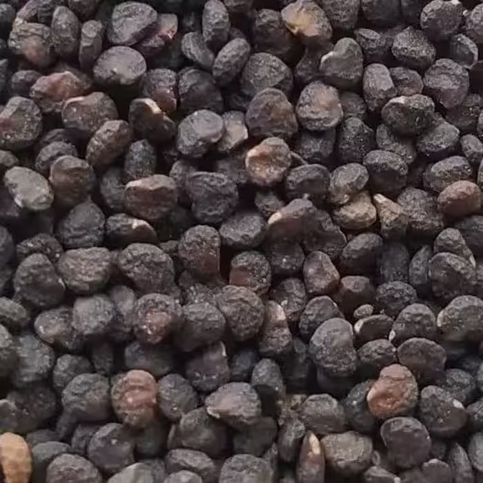 تاتوره داتوره اصل تخم تاتوره 50گرم