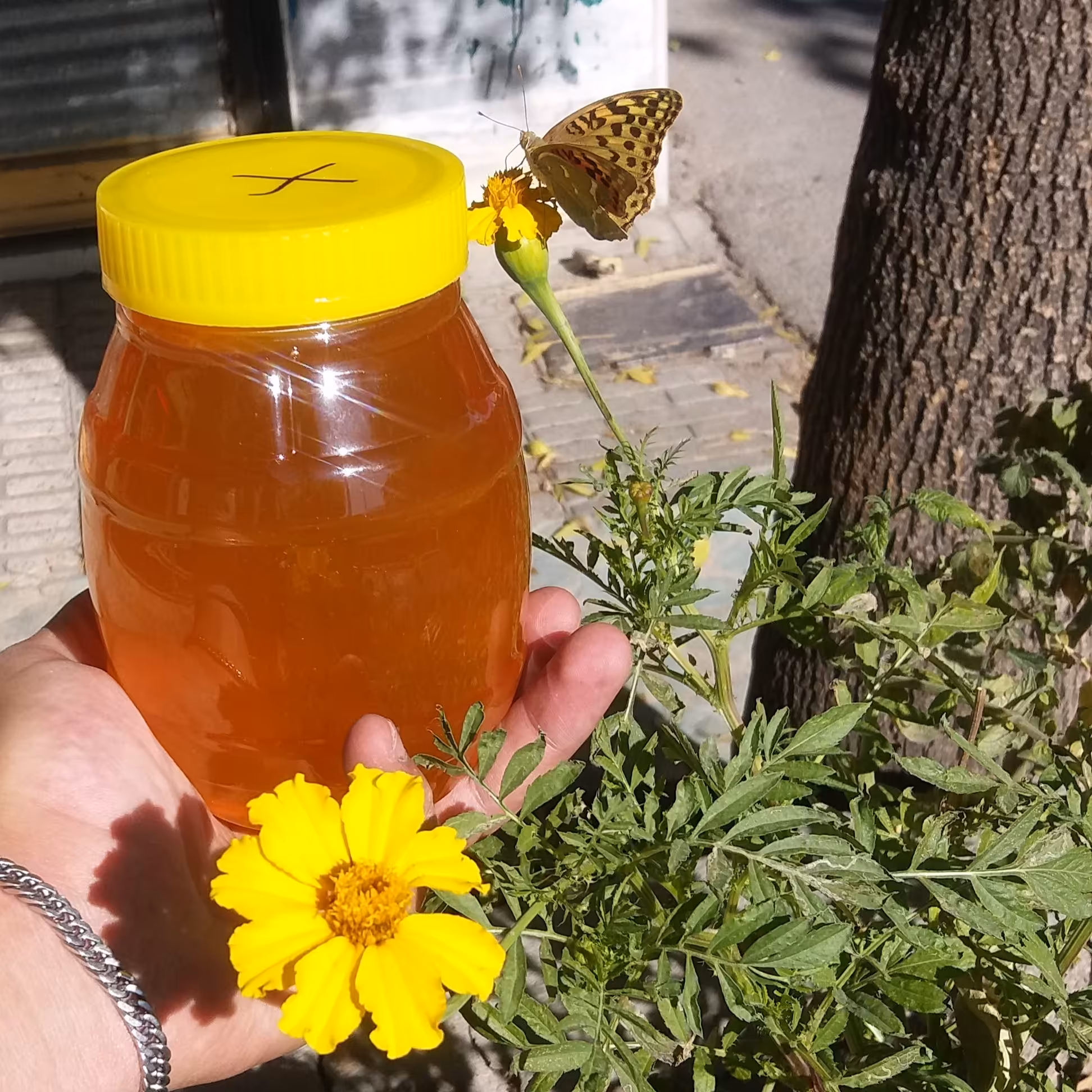 عسل  ناب خلخال