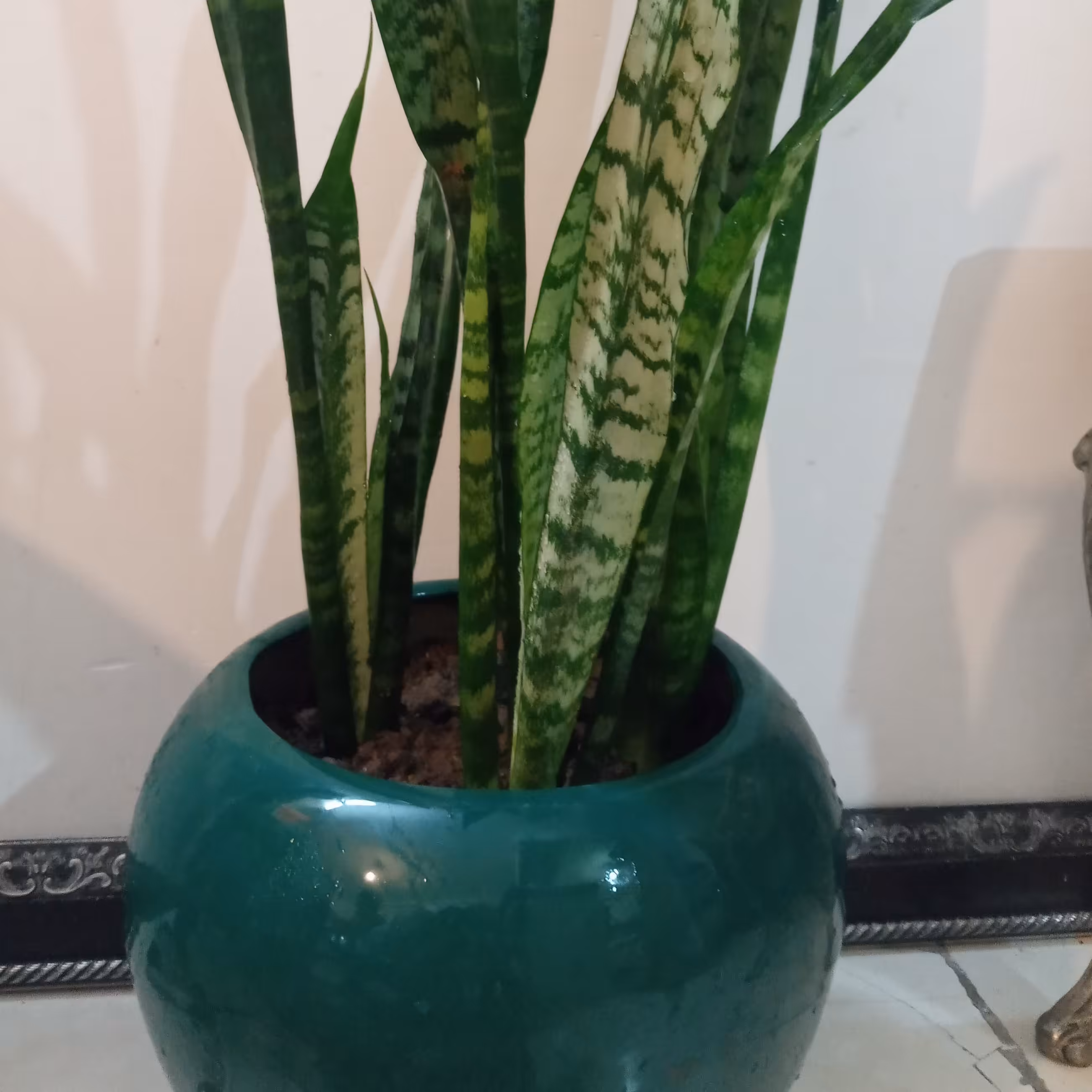 سانسوریا شمشیری(3غلاف) با گلدان سرامیکی سبز