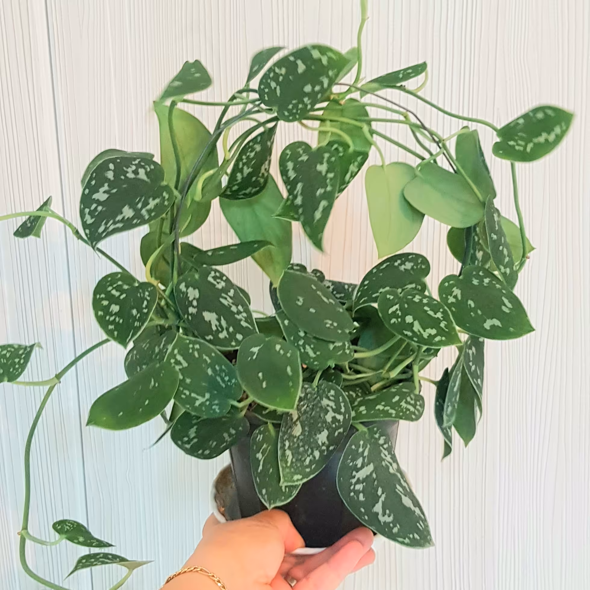 پتوس ساتین ارسال با اتوبوس و پسکرایه میباشد.