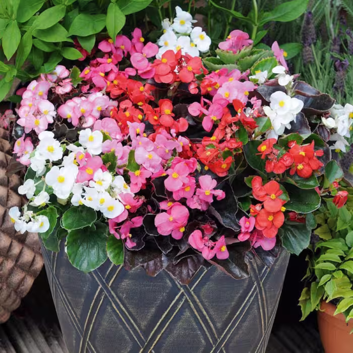 بذر گل بگونیا خوراکی تزئینی بسته 30 عددی