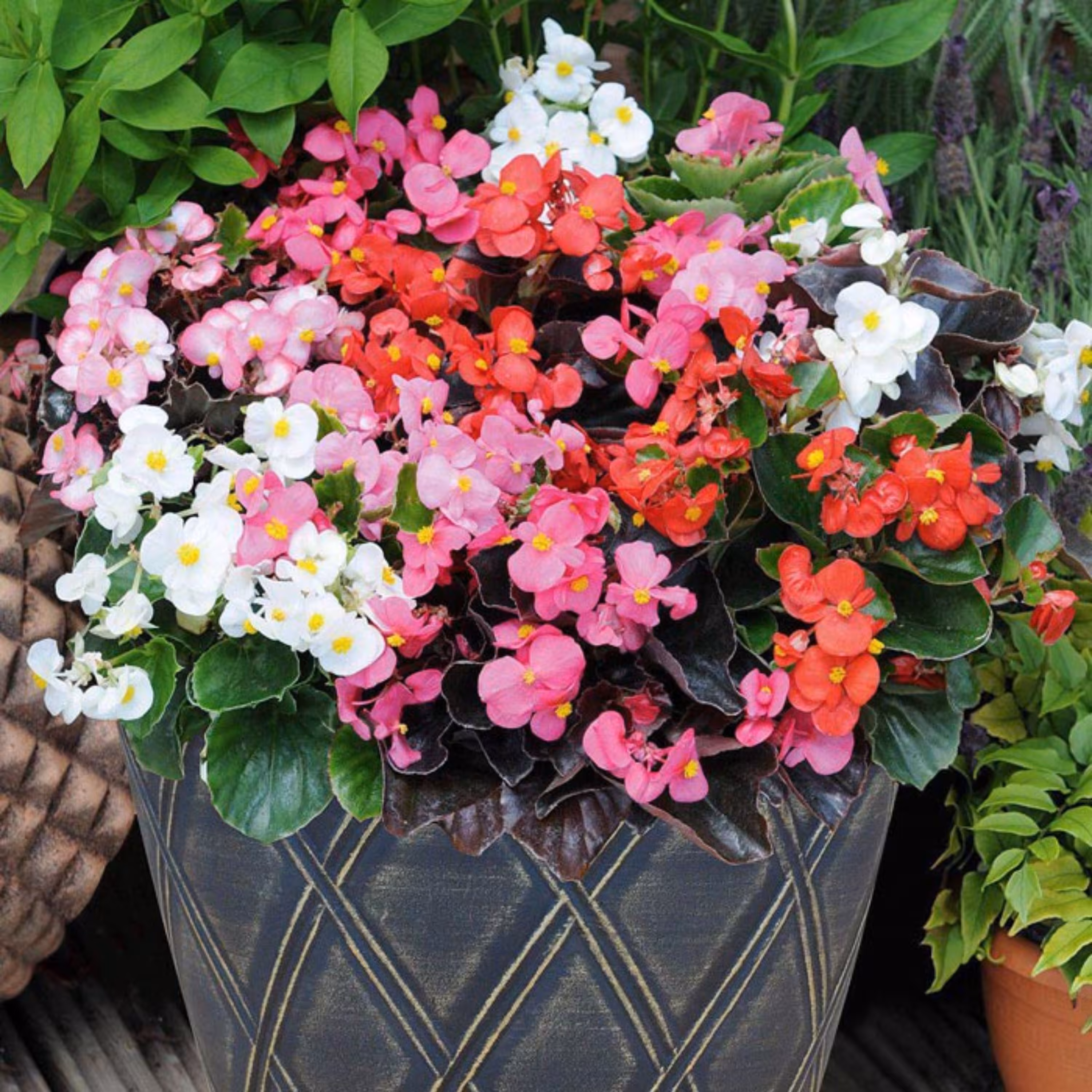 بذر گل بگونیا خوراکی تزئینی بسته 30 عددی