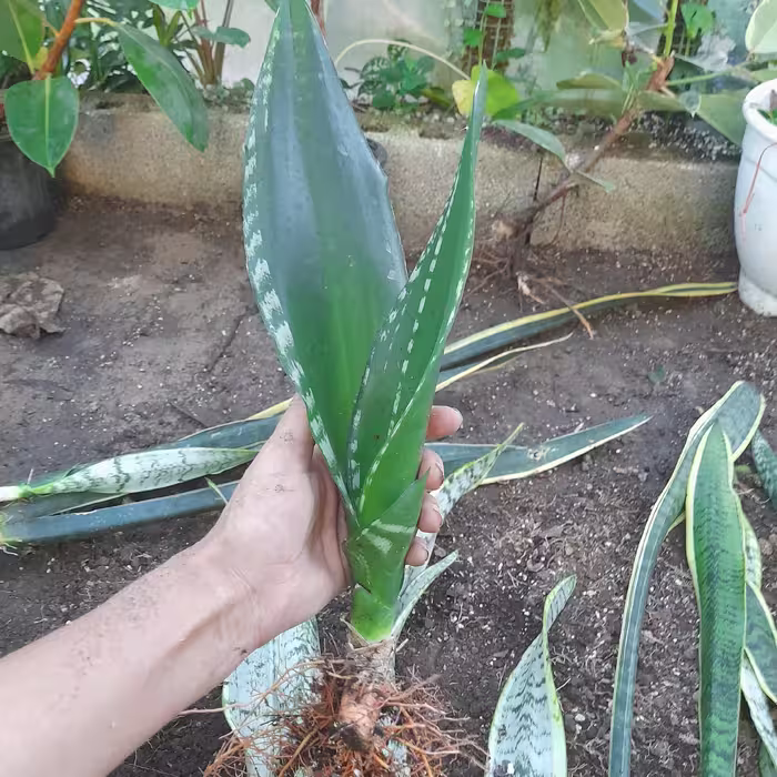 گل سانسوریا سیلور فلیم ویتنی(ارسال با باربری پس کرایه محصوب میشه )