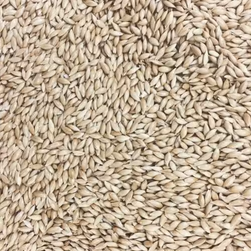 تخم کتان اردبیل500گرمی درجه 1دست چین شده و کاملا استریل شده مخصوص پرندگان