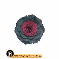 بذر کلم زینتی pigeon تاکی