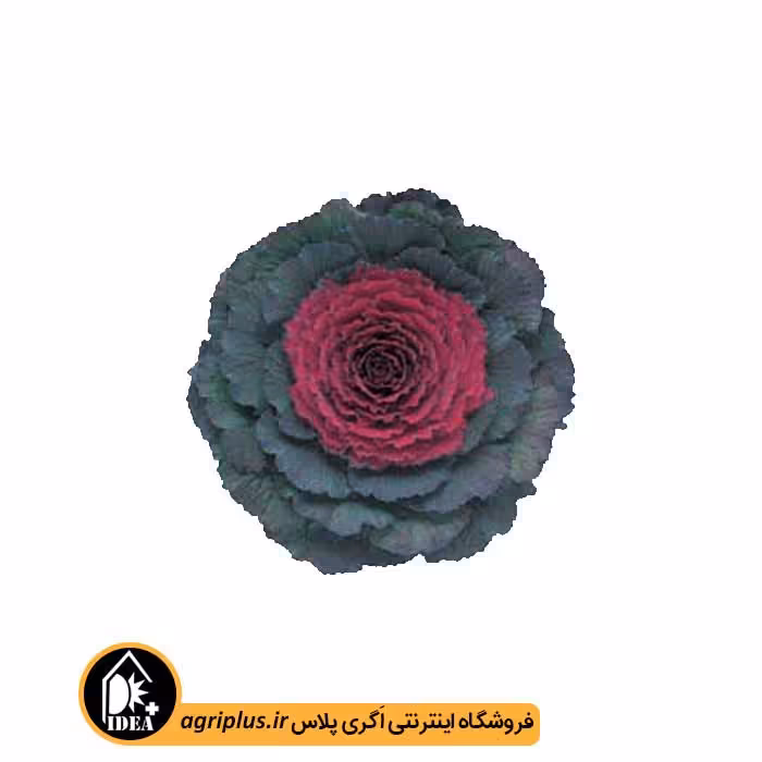 بذر کلم زینتی pigeon تاکی