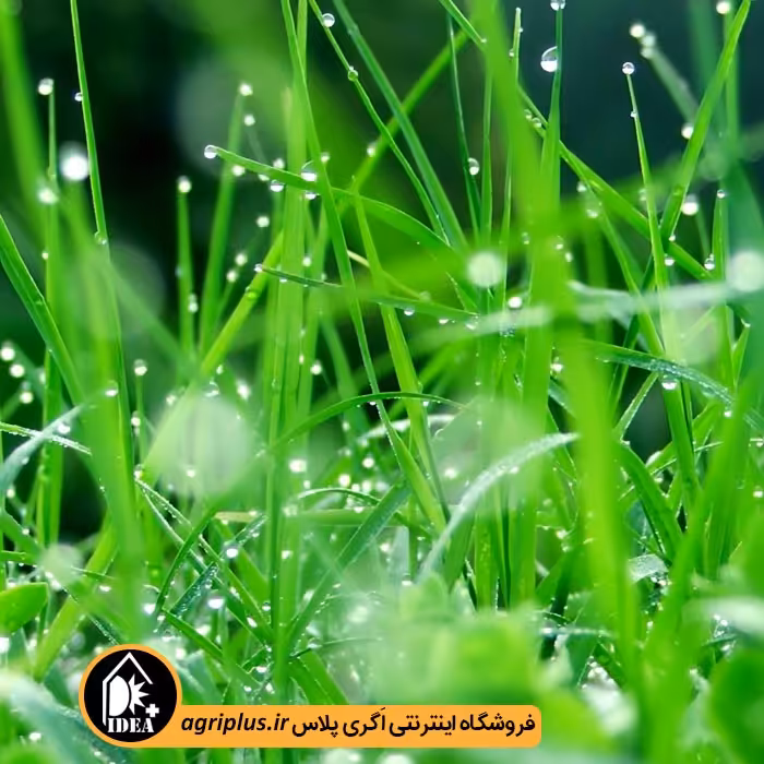 بذر چمن بسته بندی خانگی