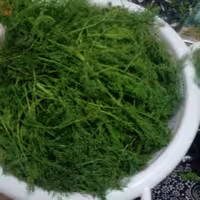 شوید خشک خالص ومحلی شمال در وزن (500)گرم