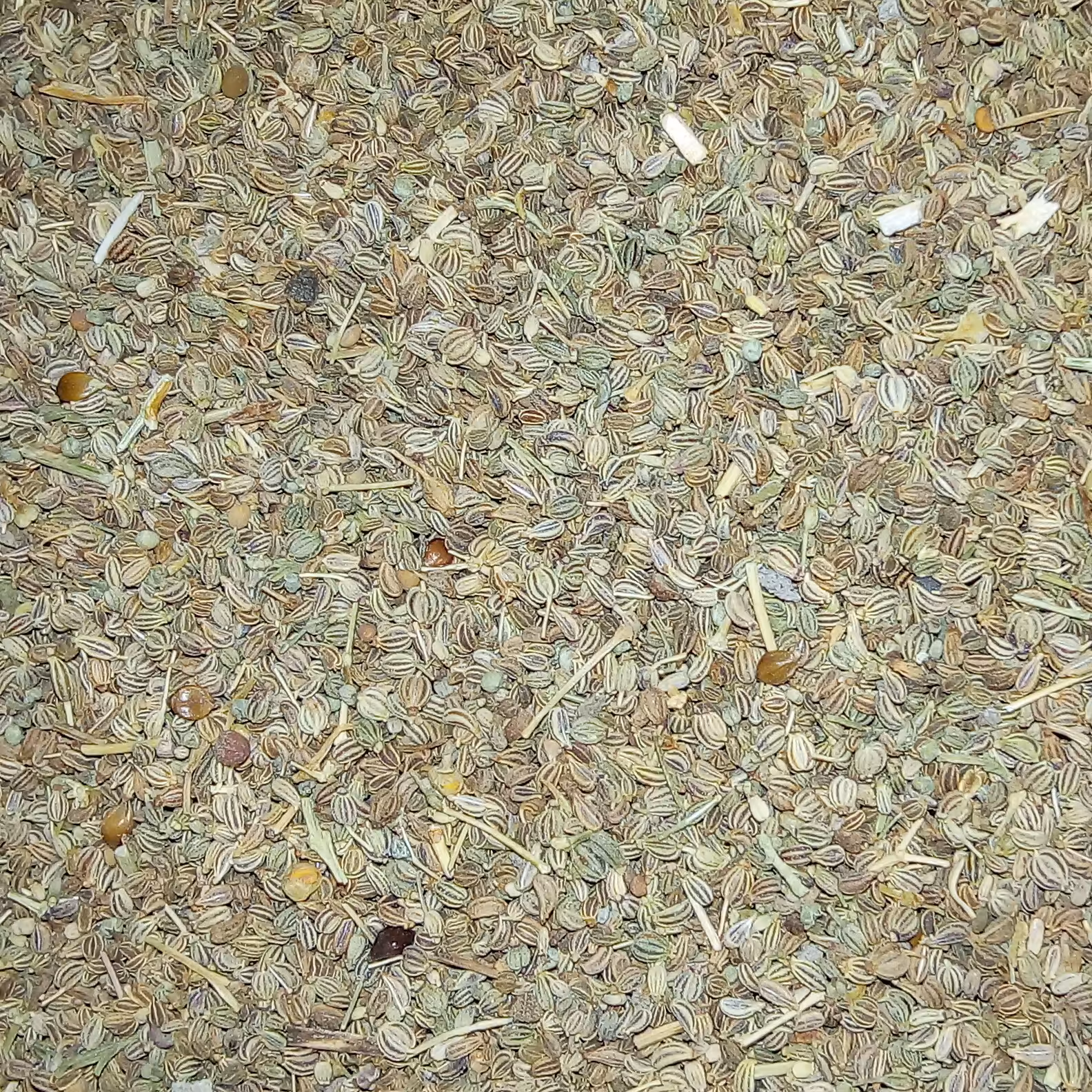 بذر کرفس 100 گرمی