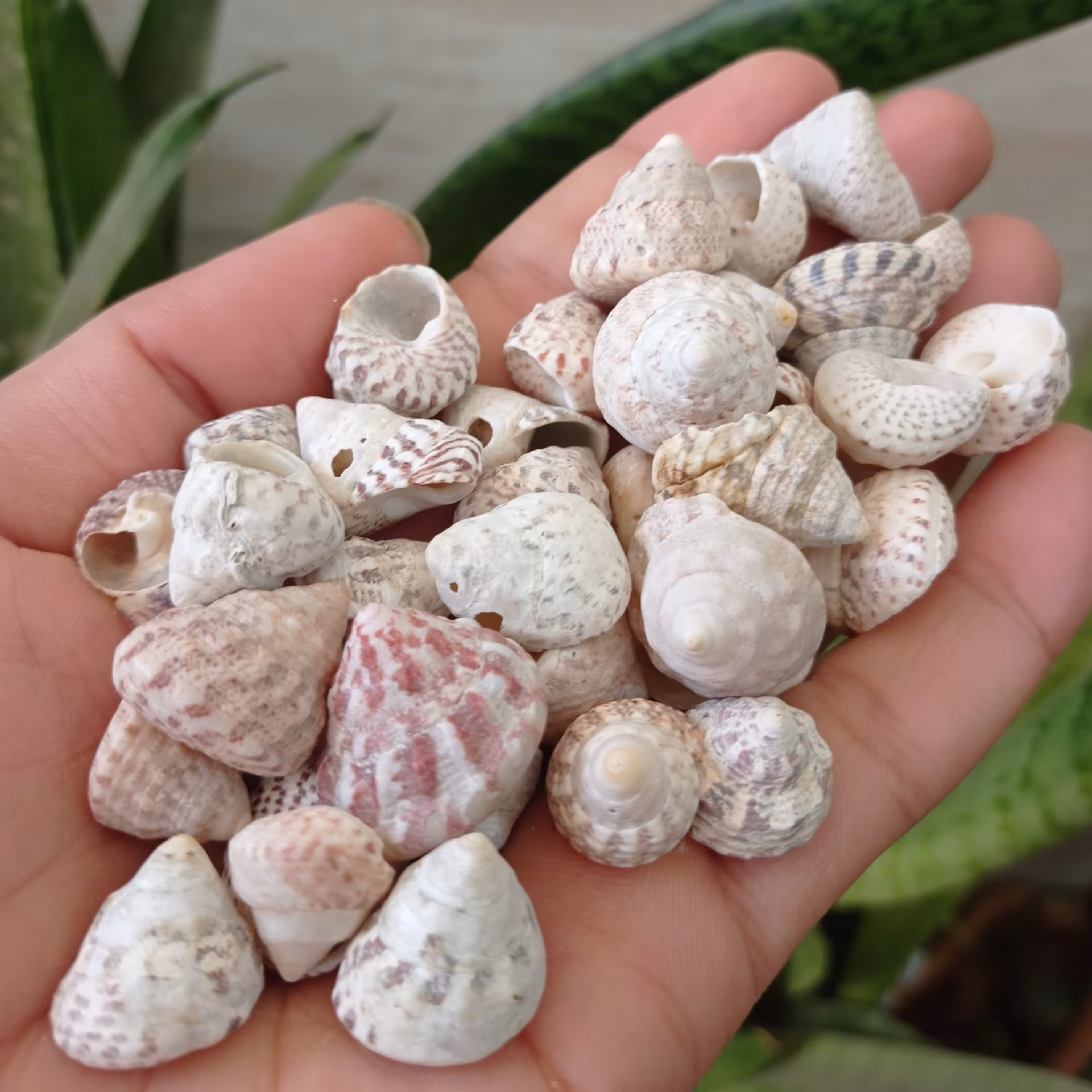 صدف حلزونی هرمیت خلیج فارس بسته 100 گرمی