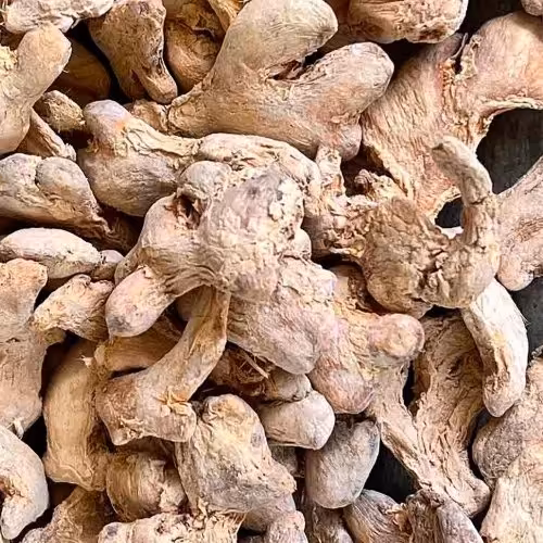 زنجبیل قلم یک کیلویی