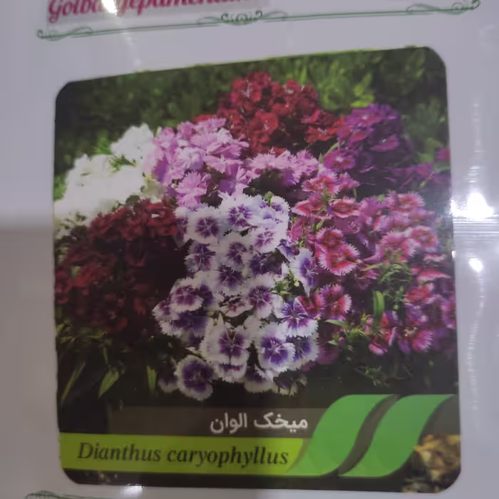 بذر گل میخک الوان  شرکتی 