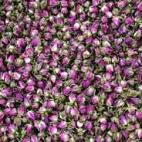 غنچه گل محمدی درجه یک
