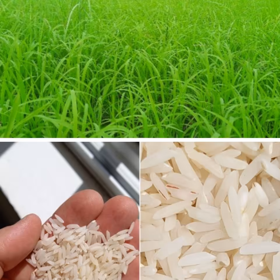 به رَنج طارم هاشمی فریدونکنار، کشت اول، خوش عطر، بسته ی 10 کیلویی 