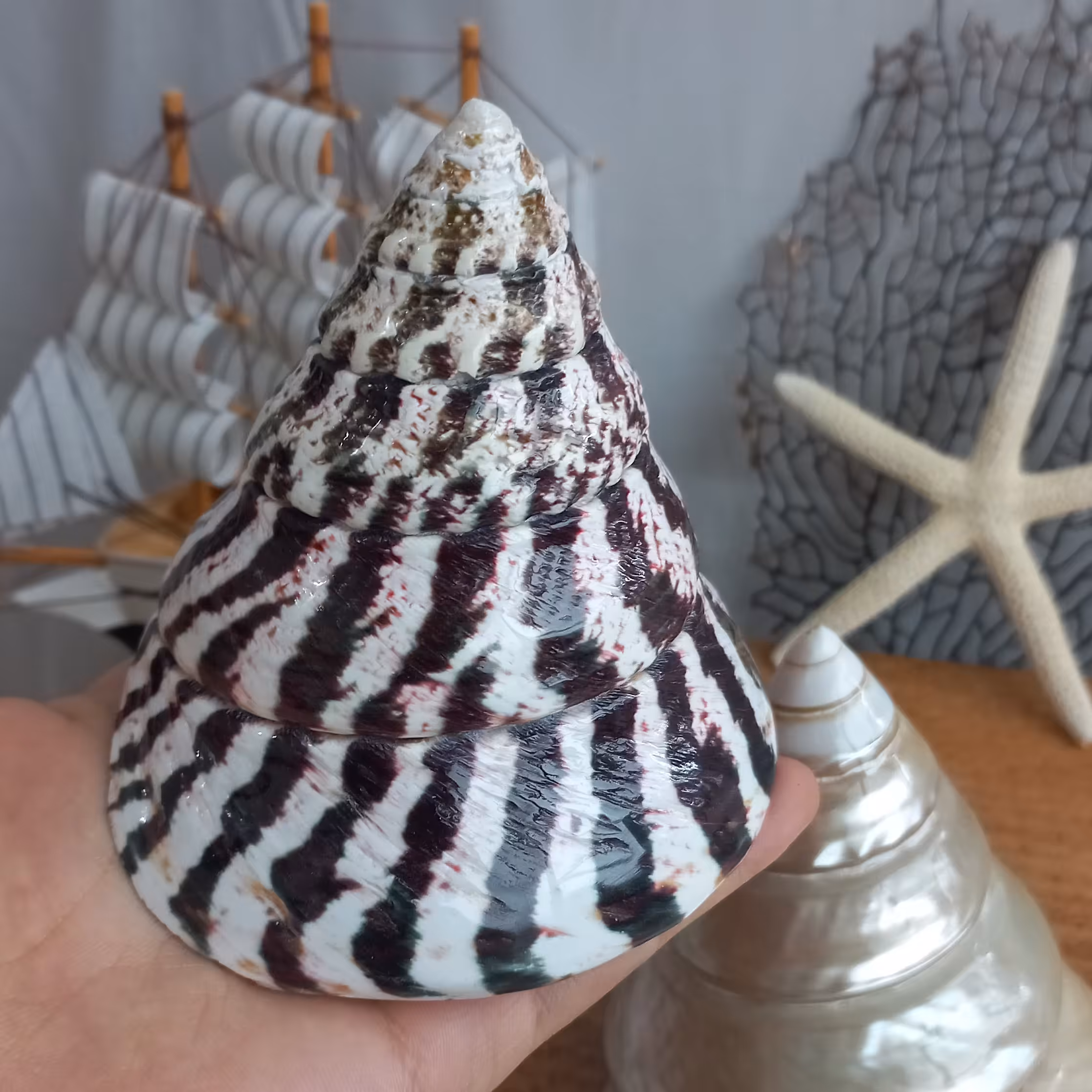 صدف مخروطی طرحدار 