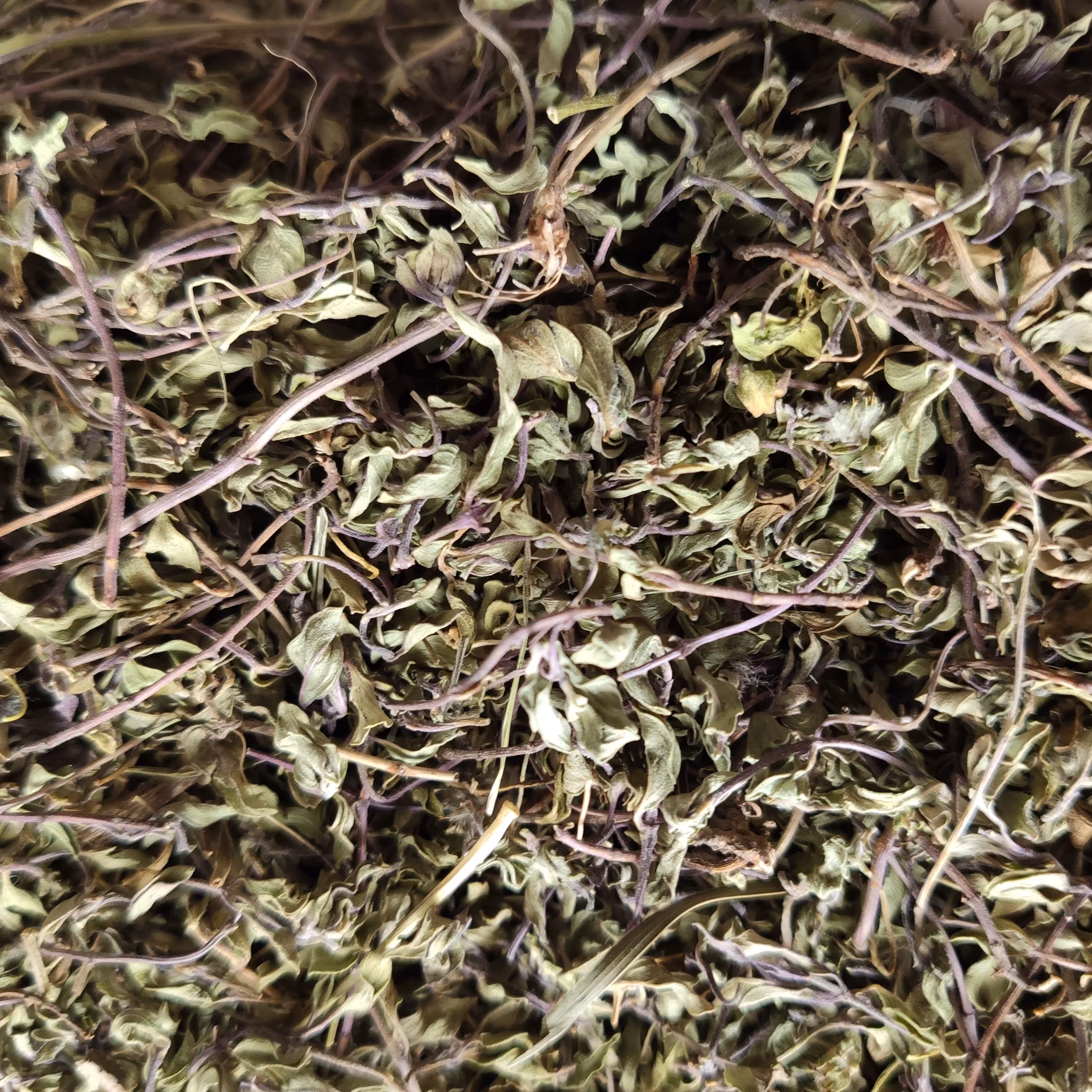 نعناع کوهی خشک - پودر نشده