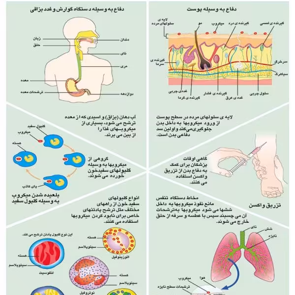 پوستر آموزشی راههای دفاع بدن لمینت دو رو
