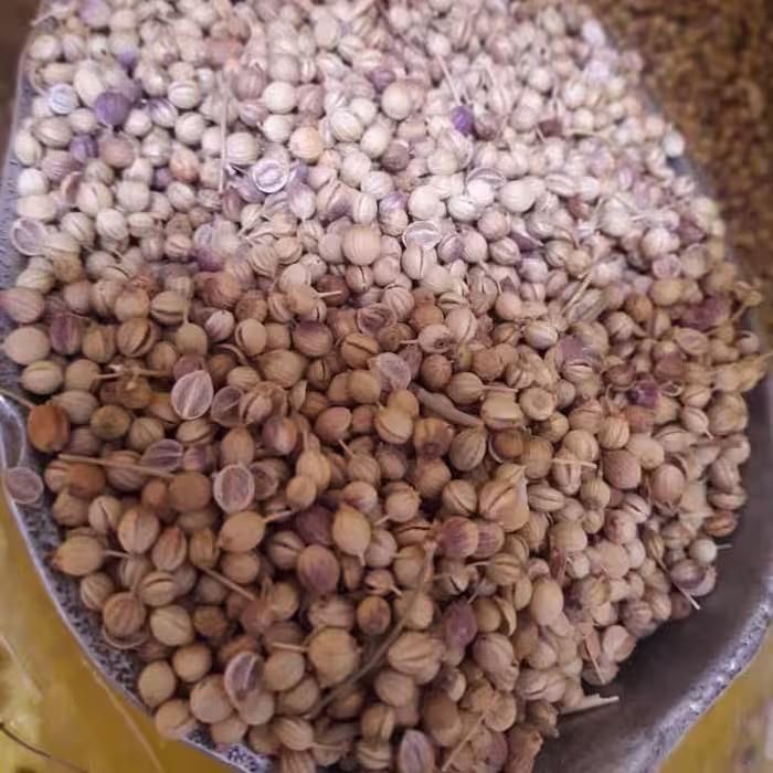 تخم گشنیز