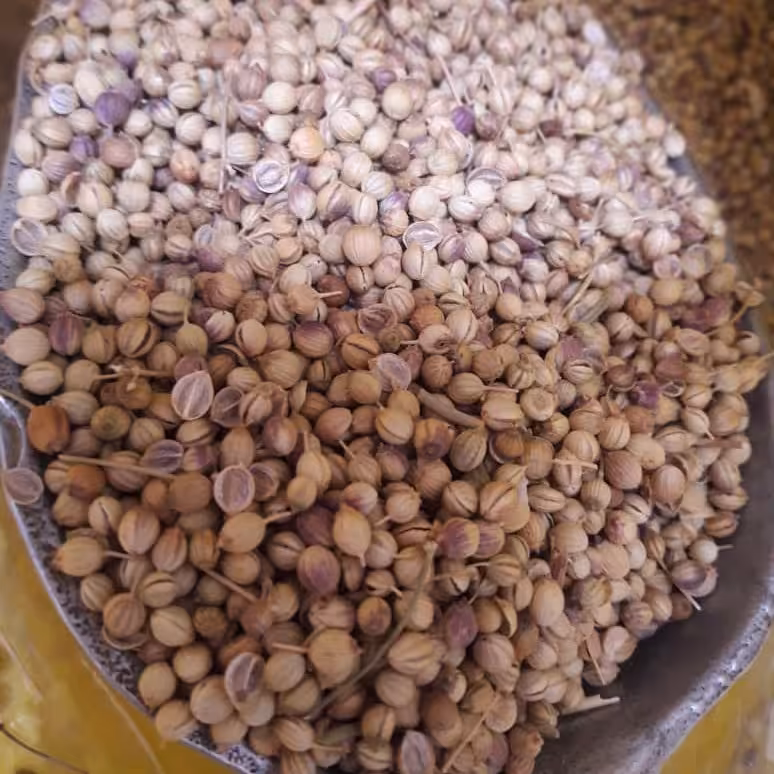 تخم گشنیز